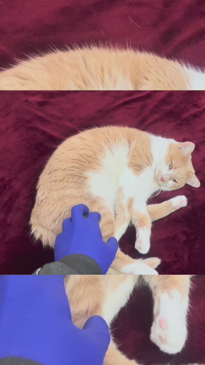 Brosse rétractable pour animaux de compagnie